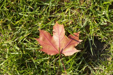 akçaağaç sonbahar yaprağı parkta yeşil çim düştü