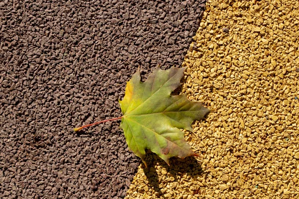 Feuille Érable Automne Est Tombé Sur Surface Route Dans Parc — Photo