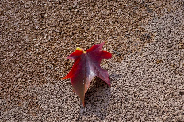 Кленовый Осенний Лист Упал Дорожное Покрытие Парке — стоковое фото