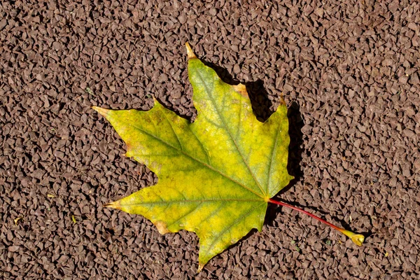 Σφενδάμου Φύλλο Φθινόπωρο Έπεσε Στην Επιφάνεια Του Δρόμου Στο Πάρκο — Φωτογραφία Αρχείου