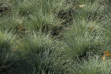 parkta sonbahar çim yakın çekim