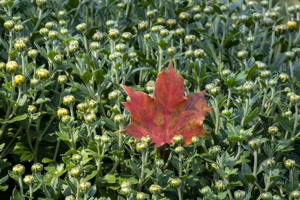 Green Bush Small Flower Buds Parks Autumn Lies Maple Red — Stock Photo, Image