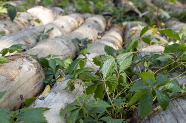 bir yol olarak Dinyeper şehir parkları için yolda arka arkaya ortaya koyulan ahşap