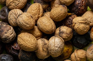 Cevizin meyveleri. Yeşil kabuklu çiğ ceviz. Olgun ceviz sadece Ukrayna'da toplanan