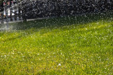 Su püskürtücü Parktaki yeşil çimenleri sula