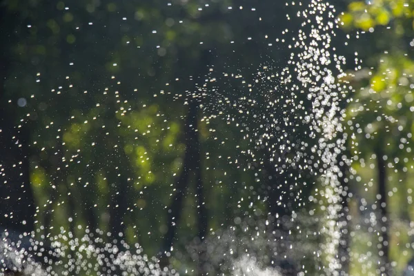 Water Sprinkler Water Green Lawn Park — Stock Photo, Image