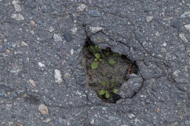 Asfalt yol yüzeyindeki bir çukurda çimenler filizlendi.