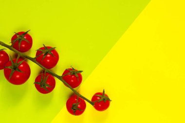 Yeşil daldaki kiraz domatesleri sarı-yeşil arka planda izole edilmiş.