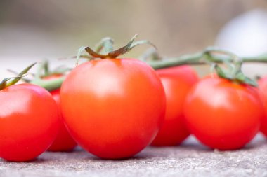 Çeri domatesler dalların üzerinde güneşli bir günde bahçede, sokaklarda.