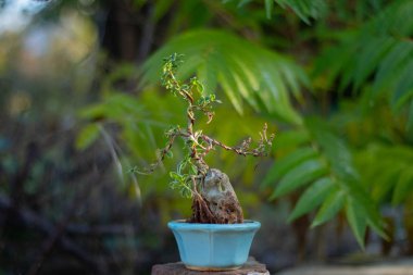 Bahçede küçük bir saksı var.