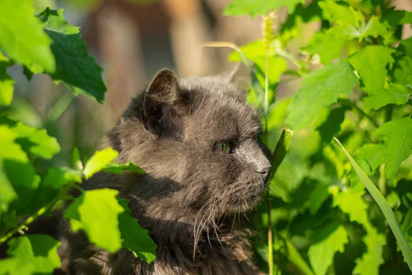 Gray Fluffy Cat Sits Green Grass Summer Sun Street — ストック写真