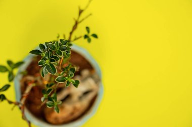 Bir saksıda bonsai ağacı. Sarı arka plan manzaralı, en altta.