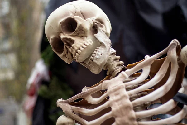 mockup of a human skeleton standing outdoors close up