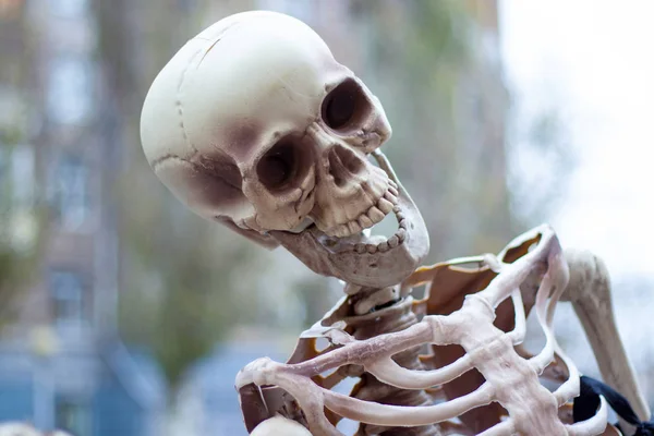 Maquete Esqueleto Humano Livre Perto — Fotografia de Stock