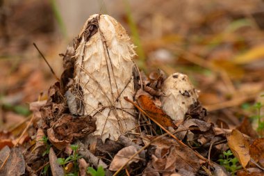 Sonbahar ormanlarında komadalar kuru sarı yapraklar arasında filizlenir.