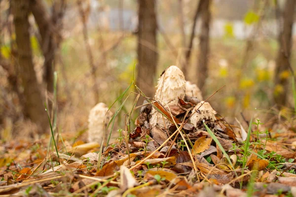 Coprinus Comatus Nella Foresta Autunnale Germogliata Tra Foglie Gialle Secche — Foto Stock