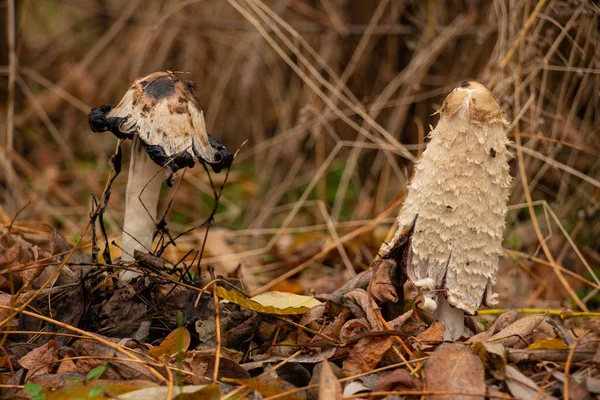 Coprinus Comatus Floresta Outono Brotou Entre Folhas Amarelas Secas — Fotografia de Stock