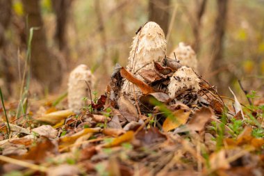 Sonbahar ormanlarında komadalar kuru sarı yapraklar arasında filizlenir.