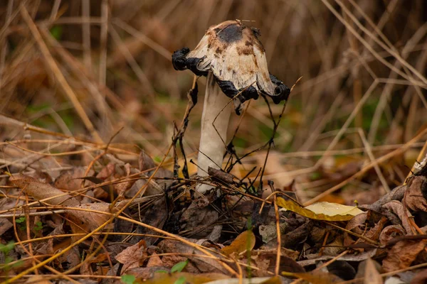 Coprinus Comatus Floresta Outono Brotou Entre Folhas Amarelas Secas — Fotografia de Stock