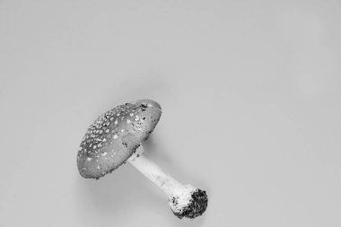 İzole bir arkaplanda agarik uç