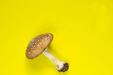 İzole bir arkaplanda agarik uç