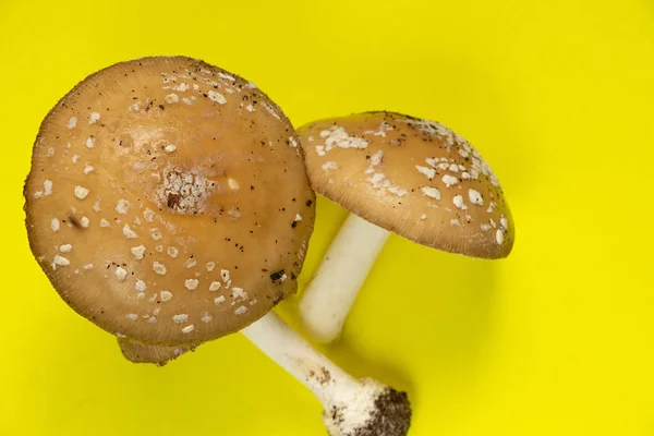 Flyga Agaric Isolerad Bakgrund — Stockfoto