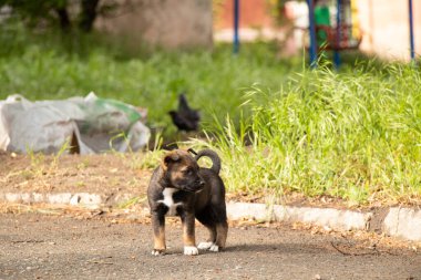 Melez köpek yavruları baharda güneşin altında bahçede oynarlar.
