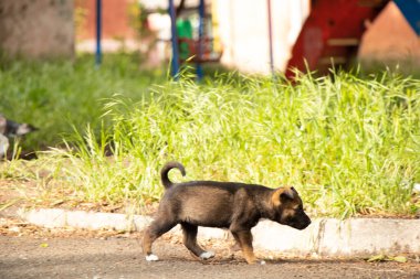 Melez köpek yavruları baharda güneşin altında bahçede oynarlar.