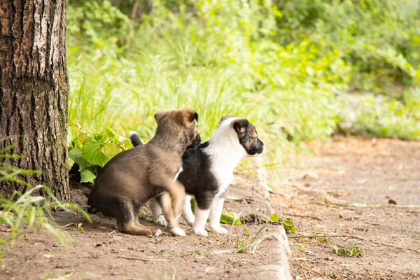Mongrel Puppies Play Yard Spring Sun — Stock Photo, Image