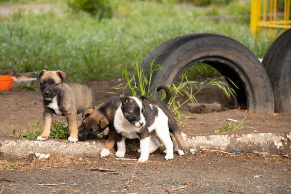 Filhotes Cachorro Mestiço Jogar Quintal Primavera Sol — Fotografia de Stock