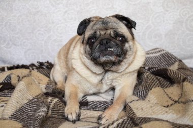 Pug dog halıda oturuyor.