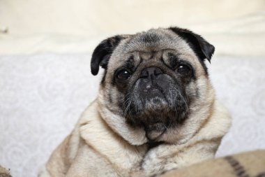 Pug dog halıda oturuyor.