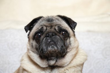 Pug dog halıda oturuyor.