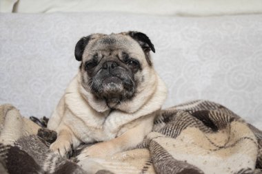 Pug dog halıda oturuyor.