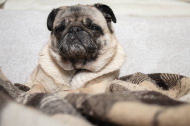 Pug dog halıda oturuyor.