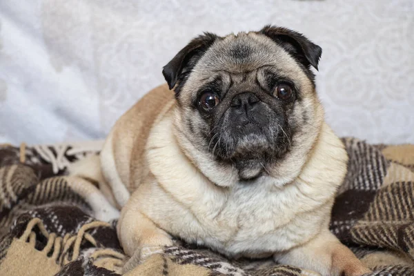 Cachorro Perro Sentado Habitación Alfombra — Foto de Stock