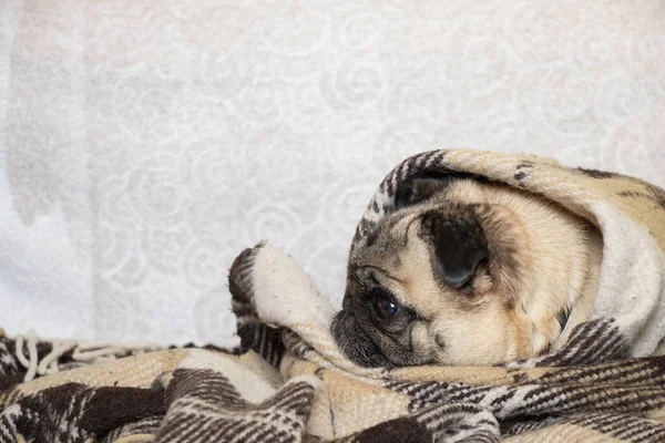 Pug Dog Sedí Pokoji Koberci — Stock fotografie