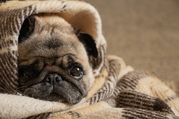 Cachorro Perro Sentado Habitación Alfombra — Foto de Stock