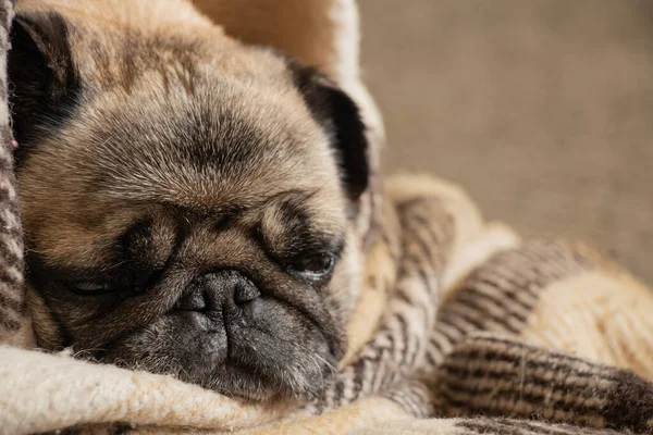 Cachorro Perro Sentado Habitación Alfombra — Foto de Stock