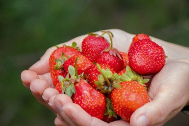 Kadın elleri taze ev yapımı çilek tutar.