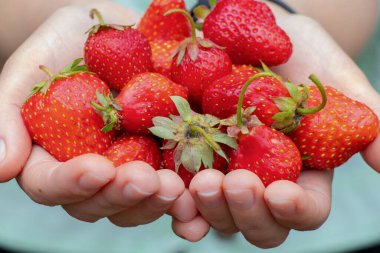 Kadın elleri taze ev yapımı çilek tutar.