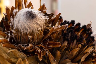 Kuru protea demetleri yakın plan