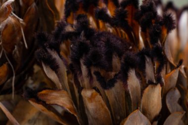 Kuru protea demetleri yakın plan