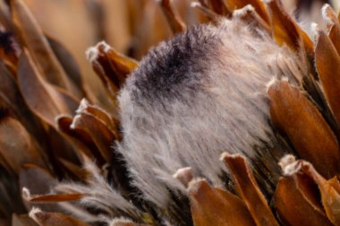 Kuru protea demetleri yakın plan