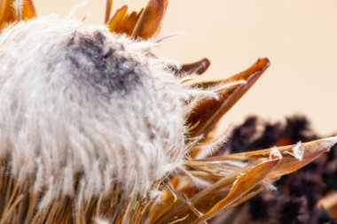 Kuru protea demetleri yakın plan