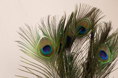 Dekoratif tavus kuşu tüyü bir dekor olarak yakın plan
