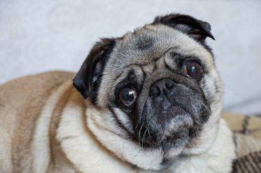 Pug dog halıda oturuyor.