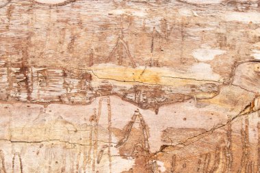 Ormandaki eski ağaç kabuğu arka planda