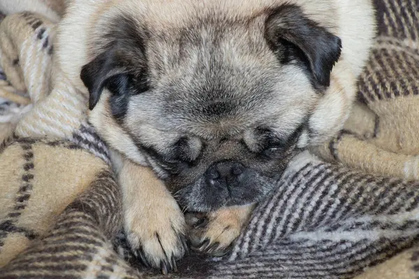 Cachorro Perro Sentado Habitación Alfombra — Foto de Stock