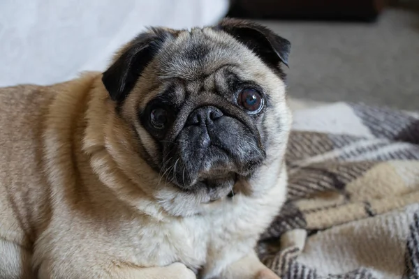 Cachorro Perro Sentado Habitación Alfombra — Foto de Stock